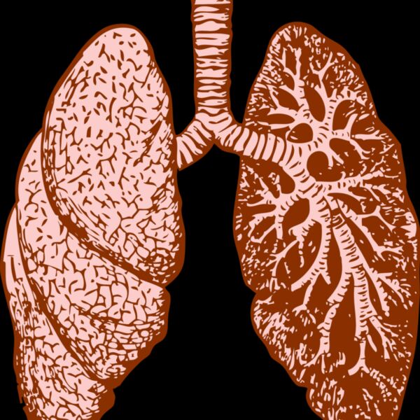Lungs Thumbnail
