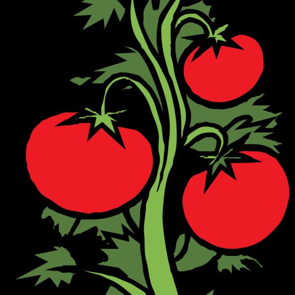 Tomato Plant Thumbnail
