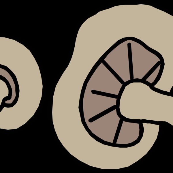 Mushrooms Thumbnail
