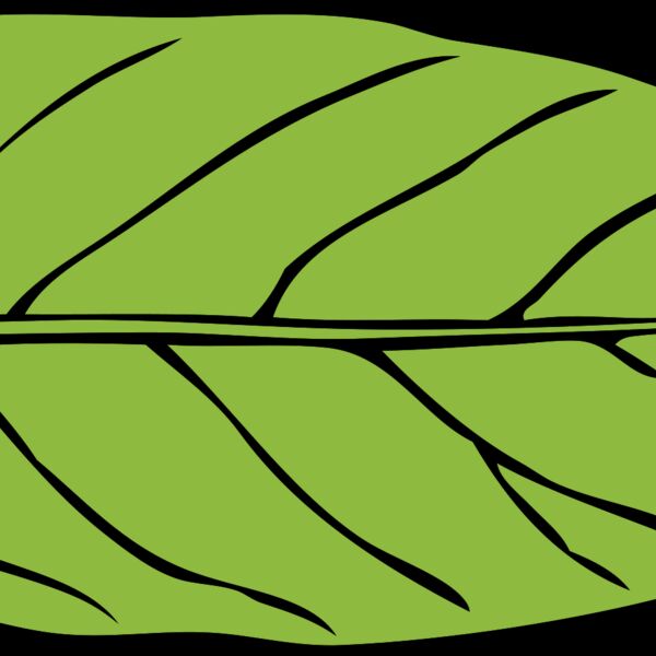 Leaf 1 Thumbnail