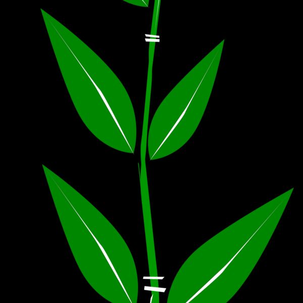Bamboo 1 Thumbnail
