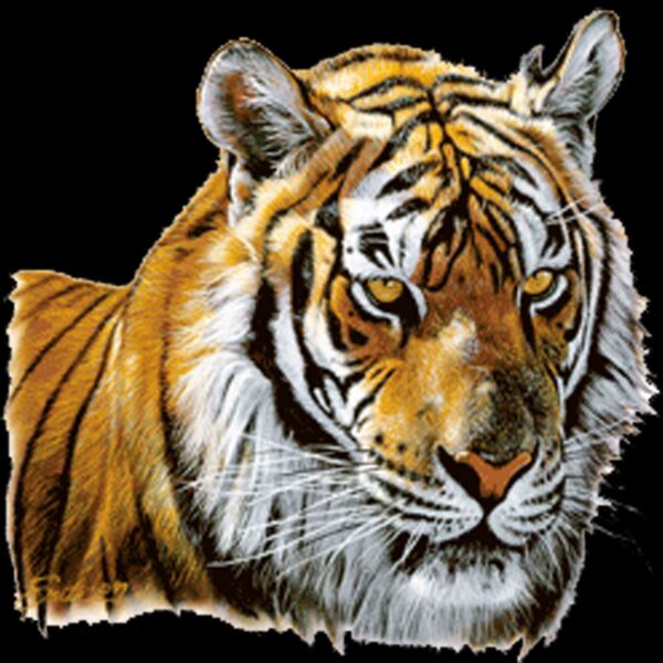 Tiger Thumbnail
