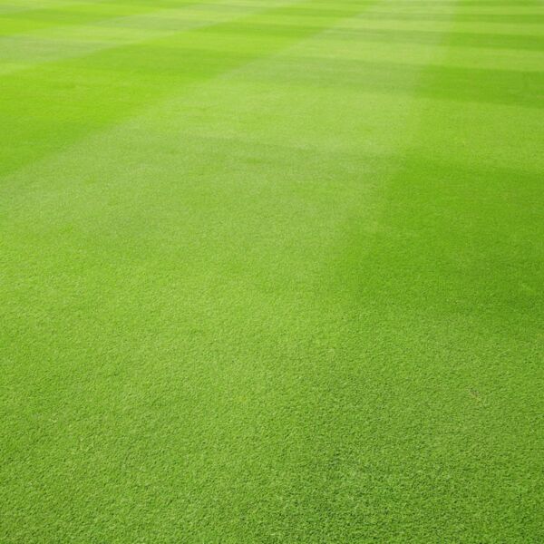 Field Thumbnail