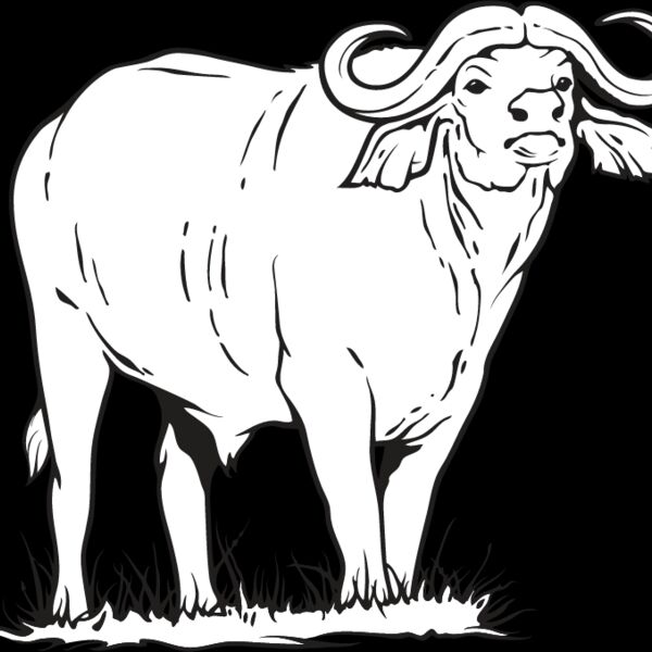 Water Buffalo Thumbnail