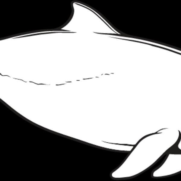 Harbor Porpoise Thumbnail