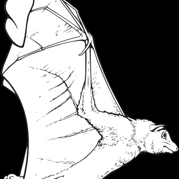 Bat7 Thumbnail