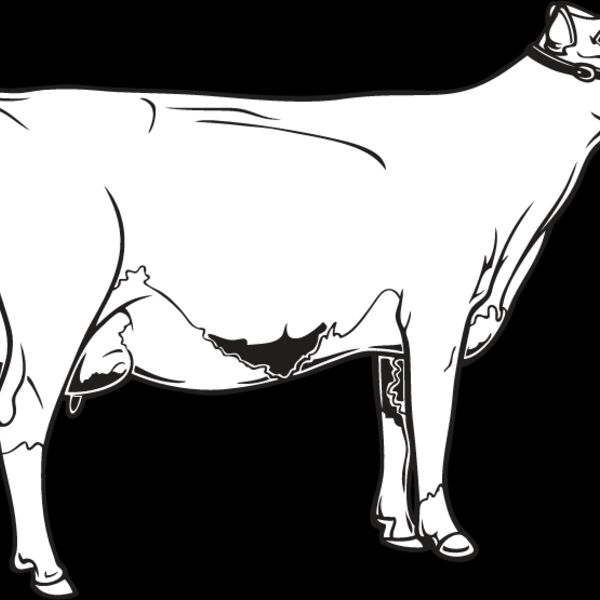 Cow4 Thumbnail