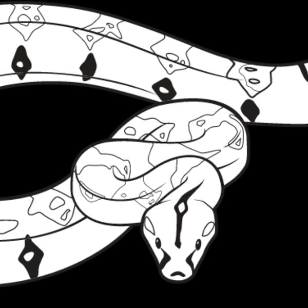 Boa Constrictor Thumbnail