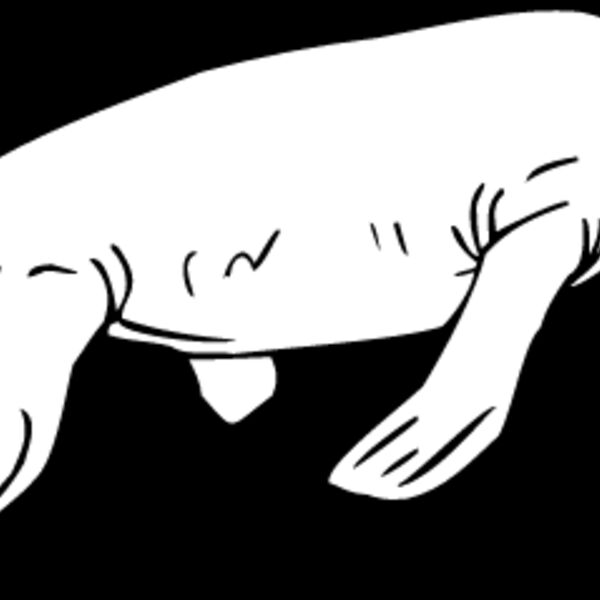 Pistosaurus Thumbnail