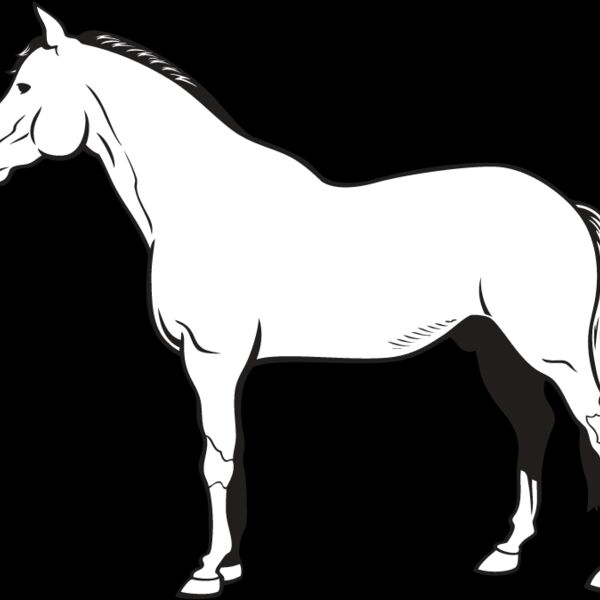 Horse13 Thumbnail