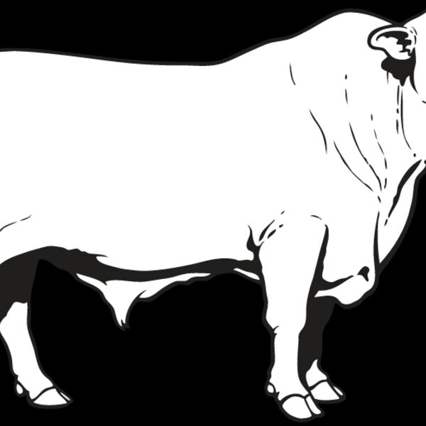 Bull1 Thumbnail