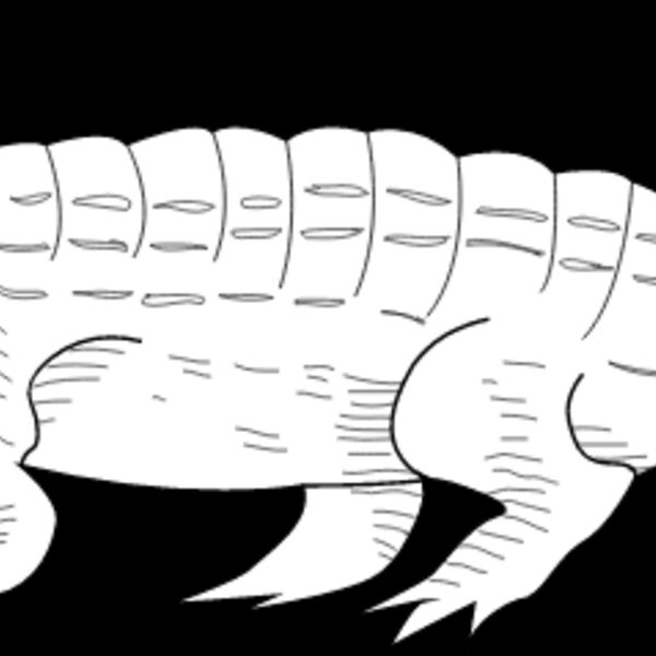 Crocodile3 Thumbnail