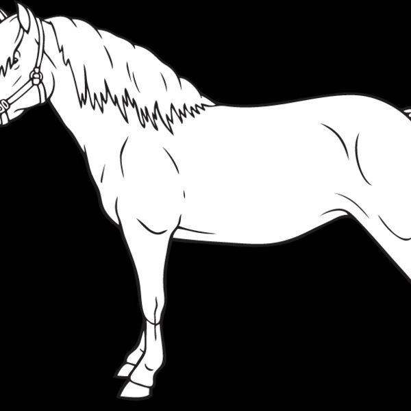 Horse9 Thumbnail