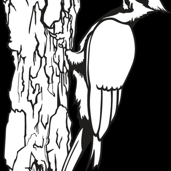 Woodpecker Thumbnail