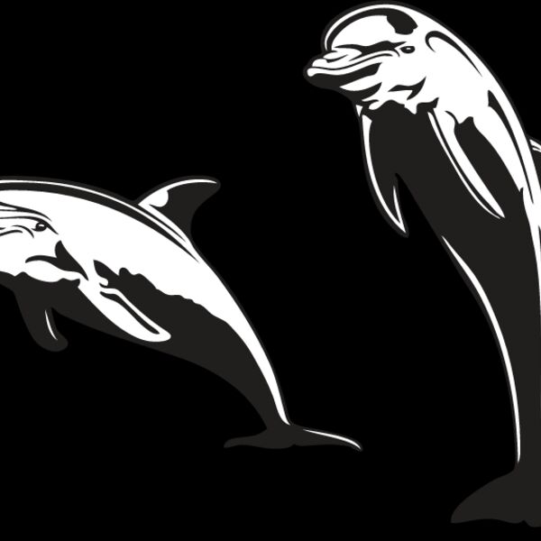 Dolphins Thumbnail