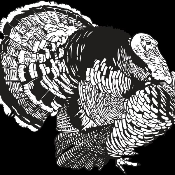 Wild Turkey10 Thumbnail