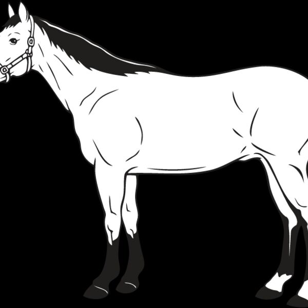 Horse14 Thumbnail