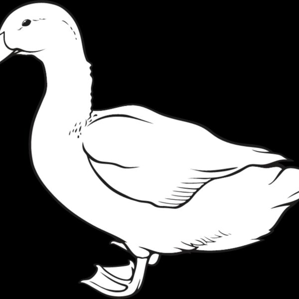 Duck4 Thumbnail