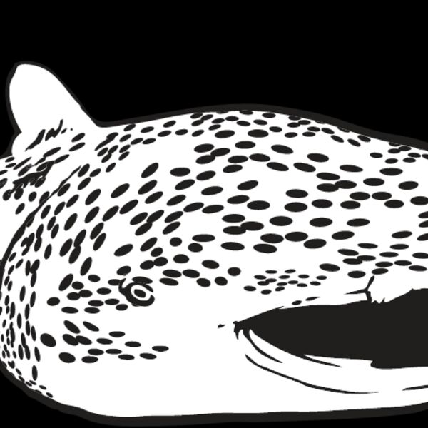 Whale Shark Thumbnail