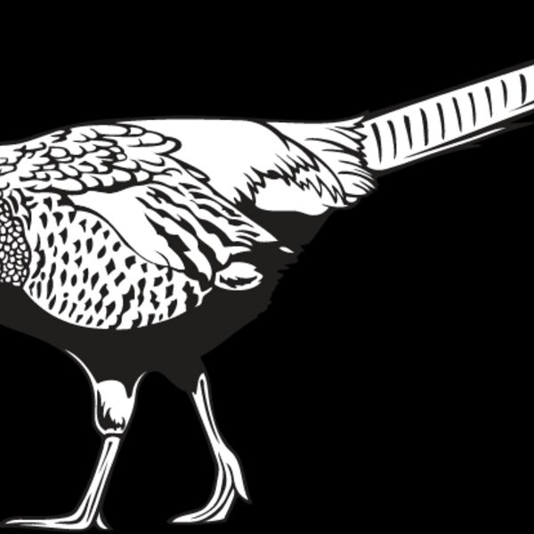 Pheasant Thumbnail