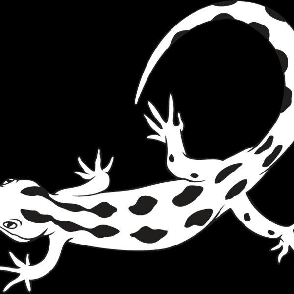 Gecko1 Thumbnail