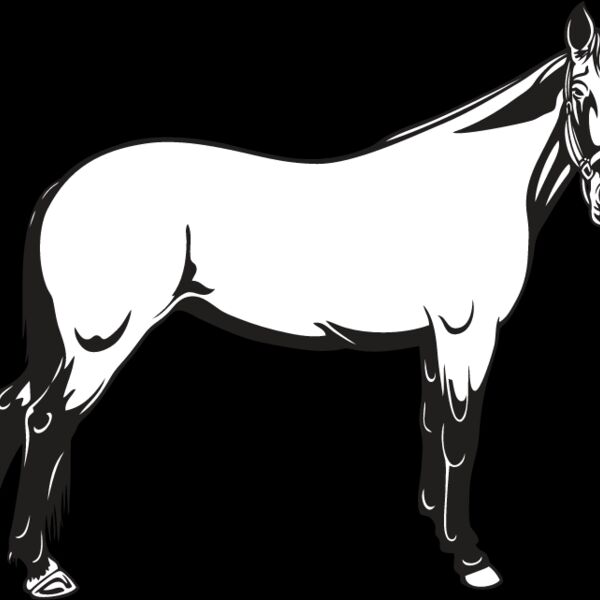 Horse12 Thumbnail