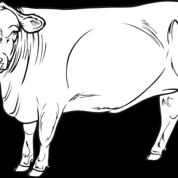 Cow3 Thumbnail
