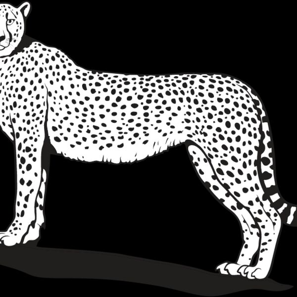 Cheetah1 Thumbnail