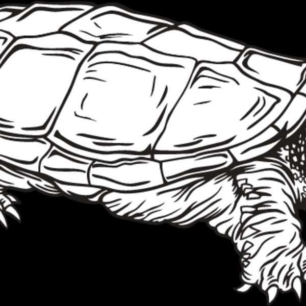 Turtle4 Thumbnail