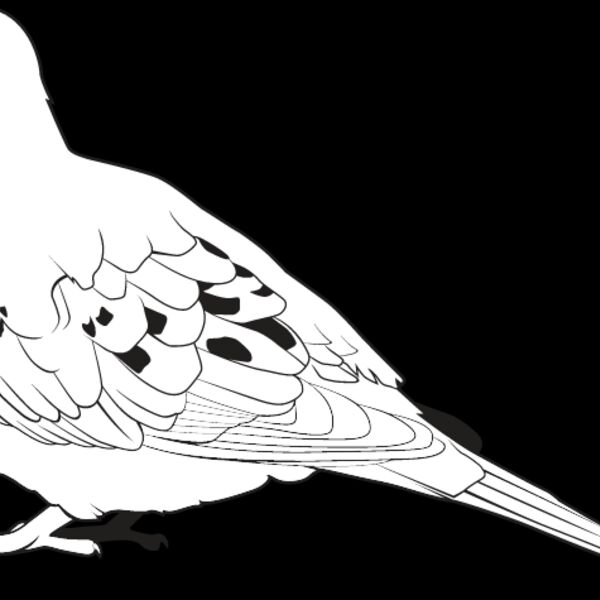 Dove Thumbnail