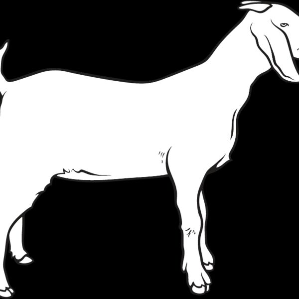 Goat4 Thumbnail