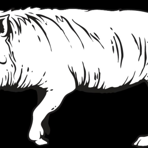 Wild Boar1 Thumbnail