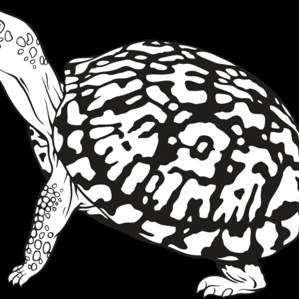 Turtle1 Thumbnail