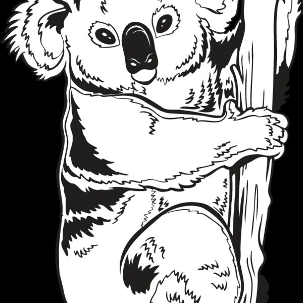 Koala Bear Thumbnail