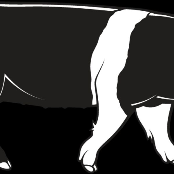 Pig1 Thumbnail