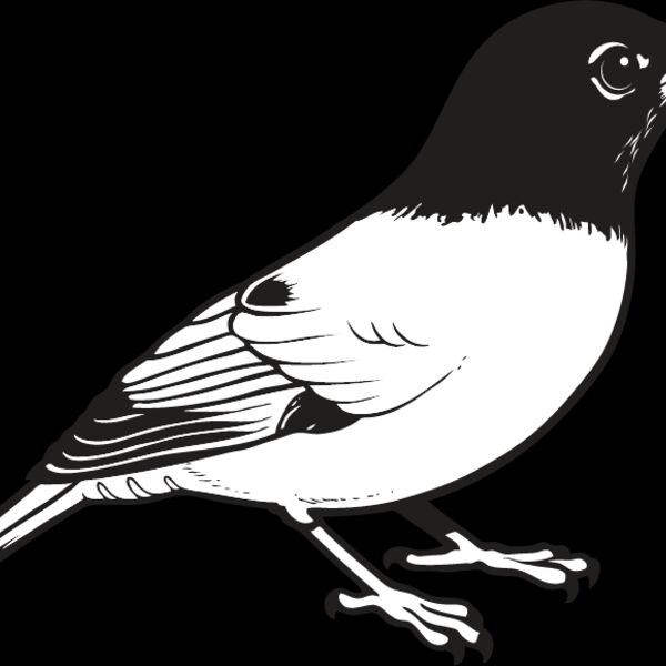 Robin Thumbnail