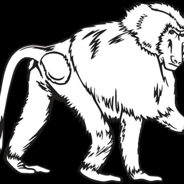 Baboon Thumbnail