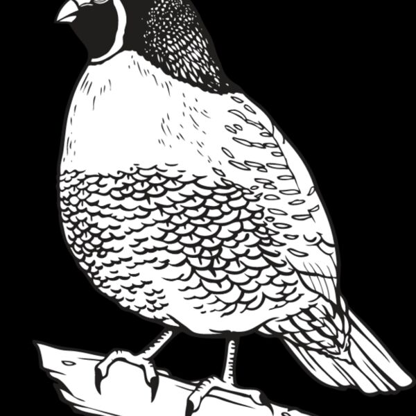 Quail2 Thumbnail