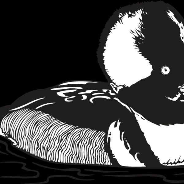 Duck2 Thumbnail