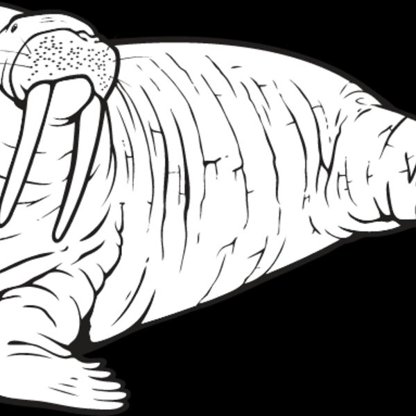 Walrus Thumbnail