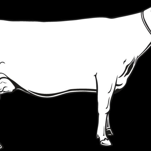 Cow7 Thumbnail