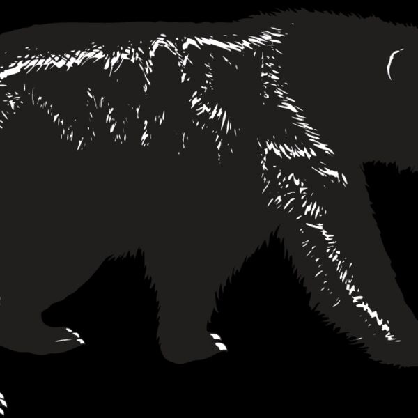 Black Bear Thumbnail