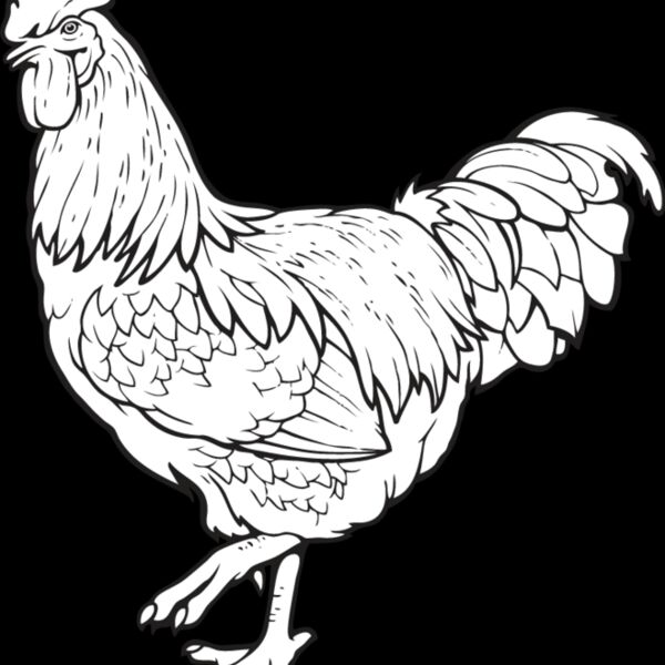 Rooster2 Thumbnail