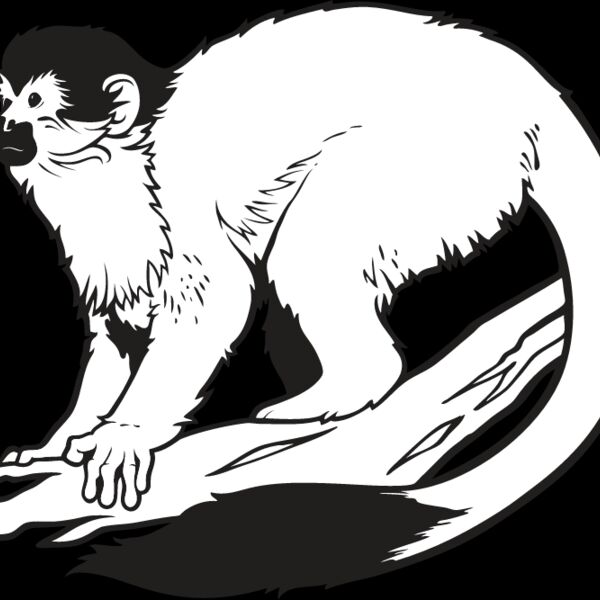 Monkey5 Thumbnail
