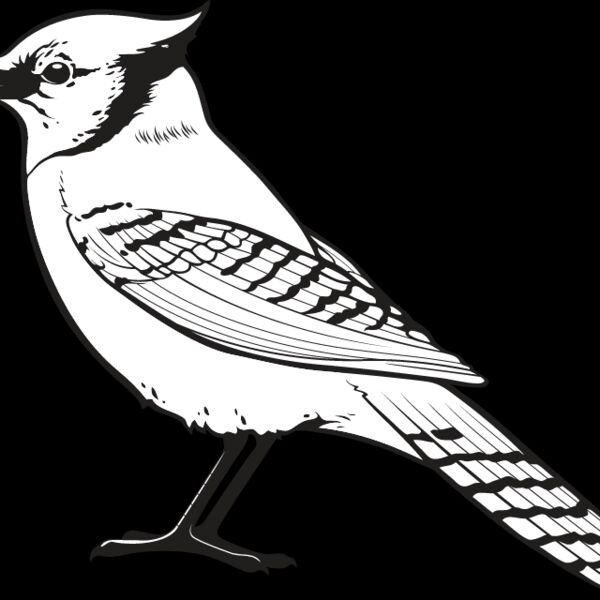 Blue Jay Thumbnail