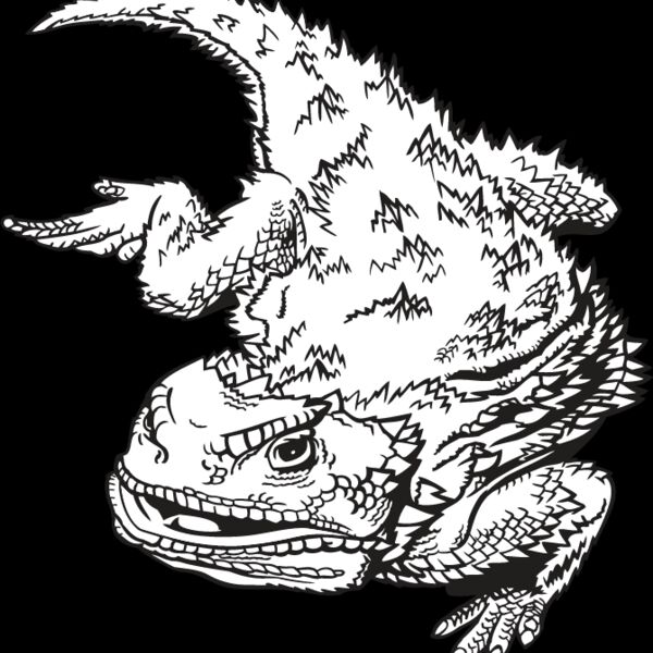 Horned Toad Thumbnail