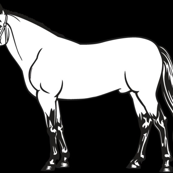 Horse4 Thumbnail