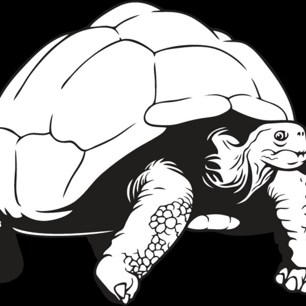 Tortoise2 Thumbnail