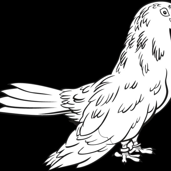 Pigeon1 Thumbnail