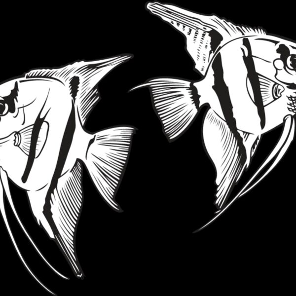 Angelfish Thumbnail